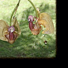 Bucket orchid
