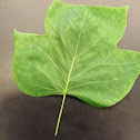 Tulip Tree Leaf