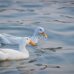 Friends by Amir Hameed - Animals Birds