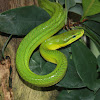 Red-tailed rat snake
