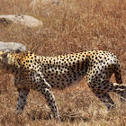 Cheetah