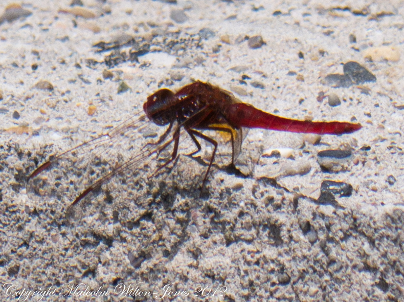 Broad Scarlet Dragonfly