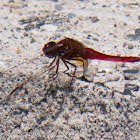 Broad Scarlet Dragonfly