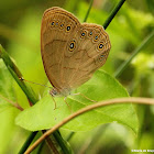 Northern pearly-eye butterfly