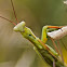 European Mantis