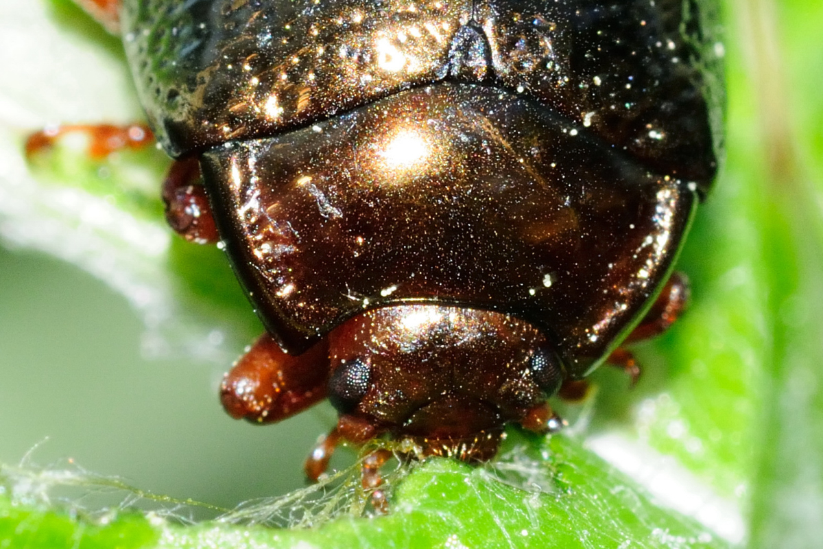 Chrysolina bankii Project Noah