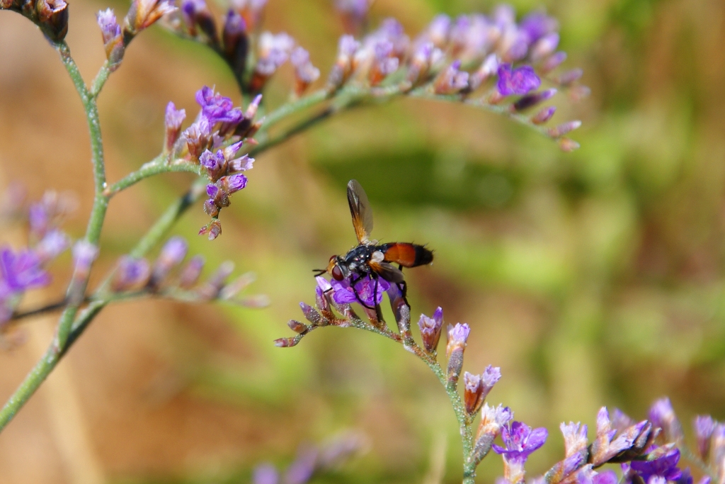 Xylotomima lenta