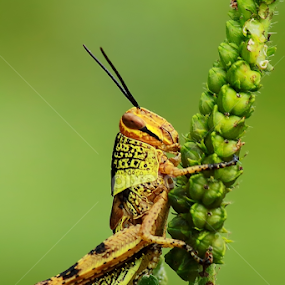 by Didik Baen - Animals Insects & Spiders