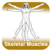Anatomy - Skeletal Muscles