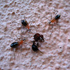 Assassin Bug Nymphs