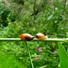 Blunt amber snail