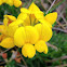 Bird's-foot Trefoil