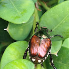Japanese beetle
