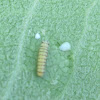 Monarch Larva (First Instar w/egg)