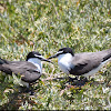 Bridled Tern