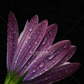 bubbles by Rui Medeiros - Flowers Single Flower