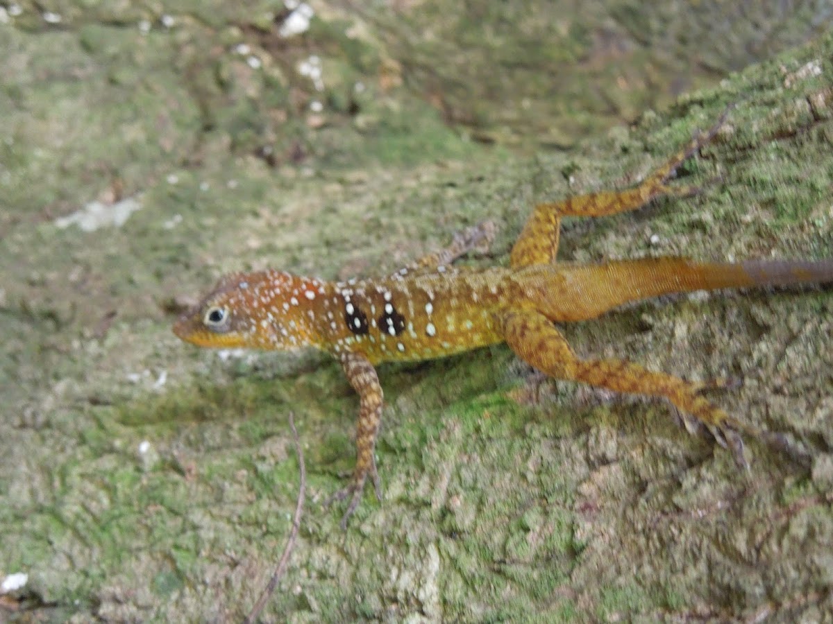 Dominican Tree Lizard