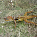Dominican Tree Lizard