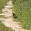 Clapper Rail