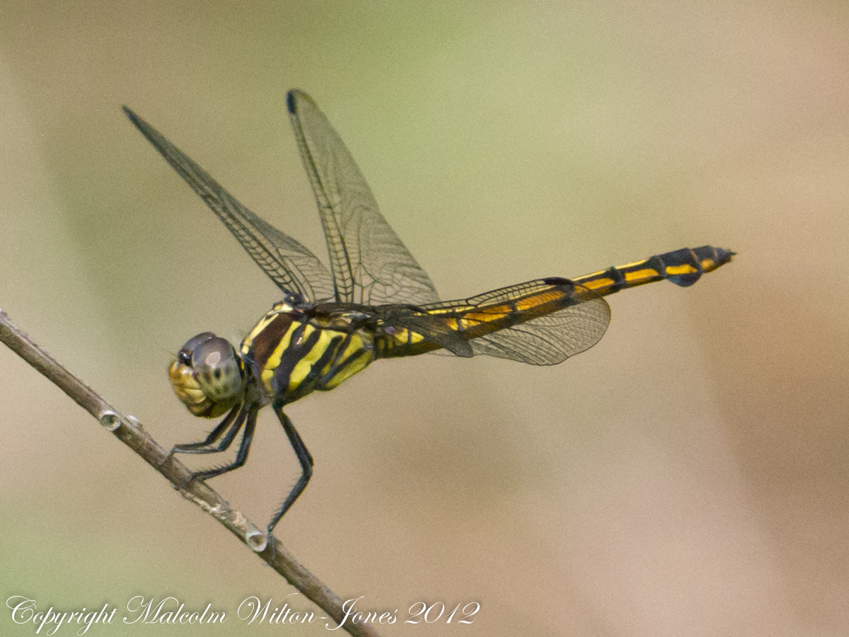 Yellow-tailed Ashy Skimmer Dragonfly