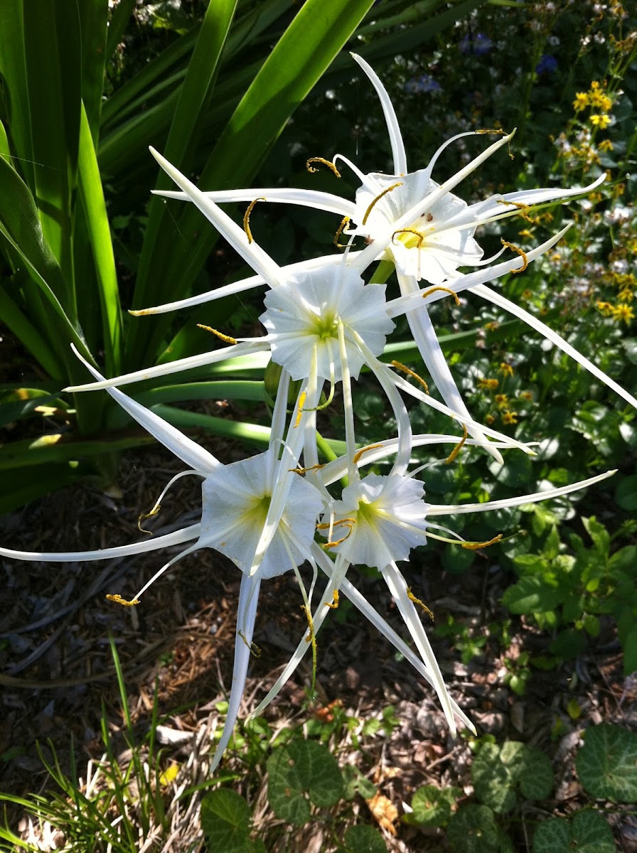 Louisiana Bog Lily