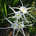 Louisiana Bog Lily