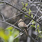 House Wren