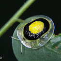 Ringed tortoise beetle