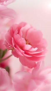 Pink Růža Živá Tapeta - náhled