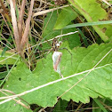 Yellow Garden spider