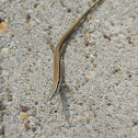 Skink- lizard