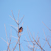 Eastern Towhee