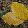 Beech tree leaves (Autumn)