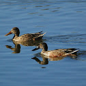 Northern Shoveler