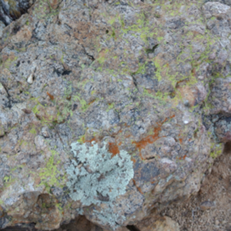 Lichens | Project Noah