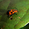 9-Spotted Leaf Beetle