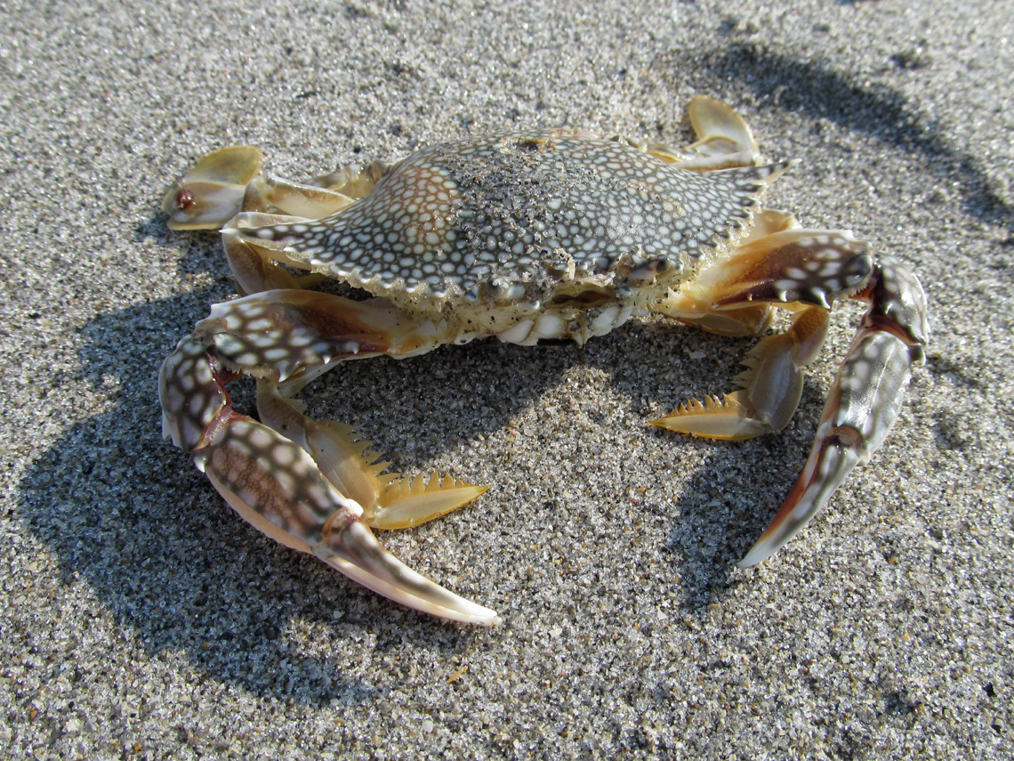 Speckled Crab