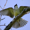 Thick-Billed Kingbird