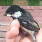 Black-capped Chickadee (fledgling)
