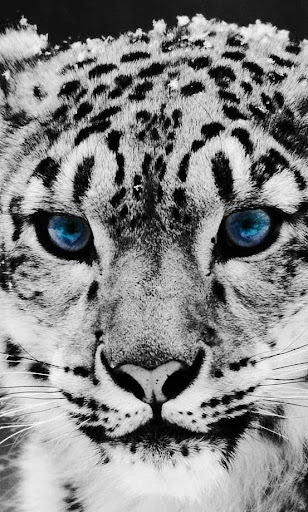 Snow Leopard Free HD LWP