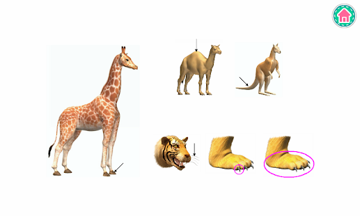 PicDic - Animals Lite(圖7)-速報App