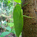 Leaf Katydid (Male)