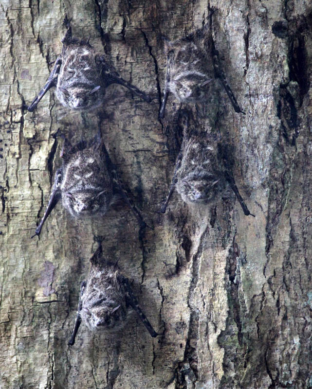 Southern Long-nosed Bats