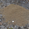 Ant Hill