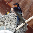 Barn Swallow