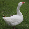 Domestic goose (Huisgans)
