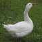 Domestic goose (Huisgans)