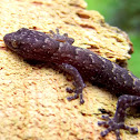 Marbled gecko