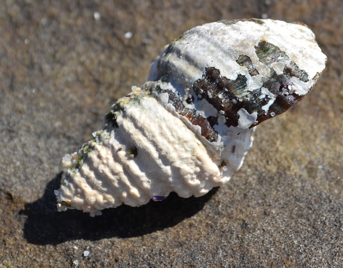 Sea Snail Shell