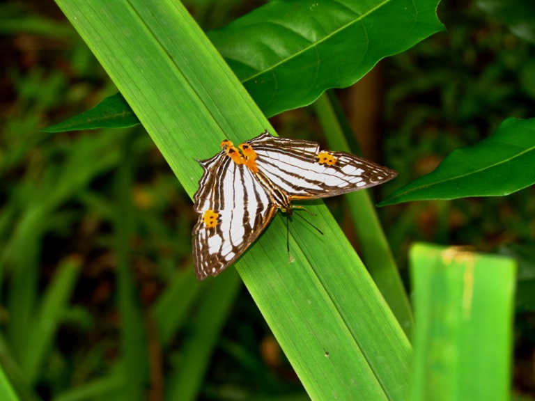 Mapwing Butterfly